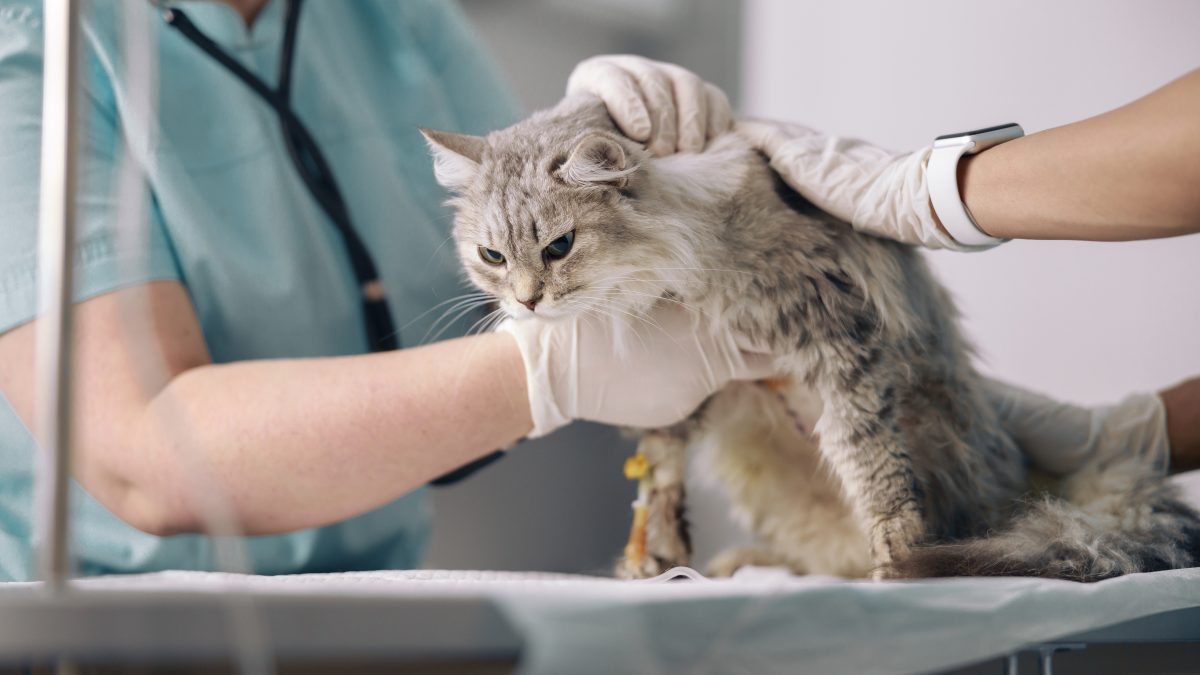 νεφρική ανεπάρκεια γάτας