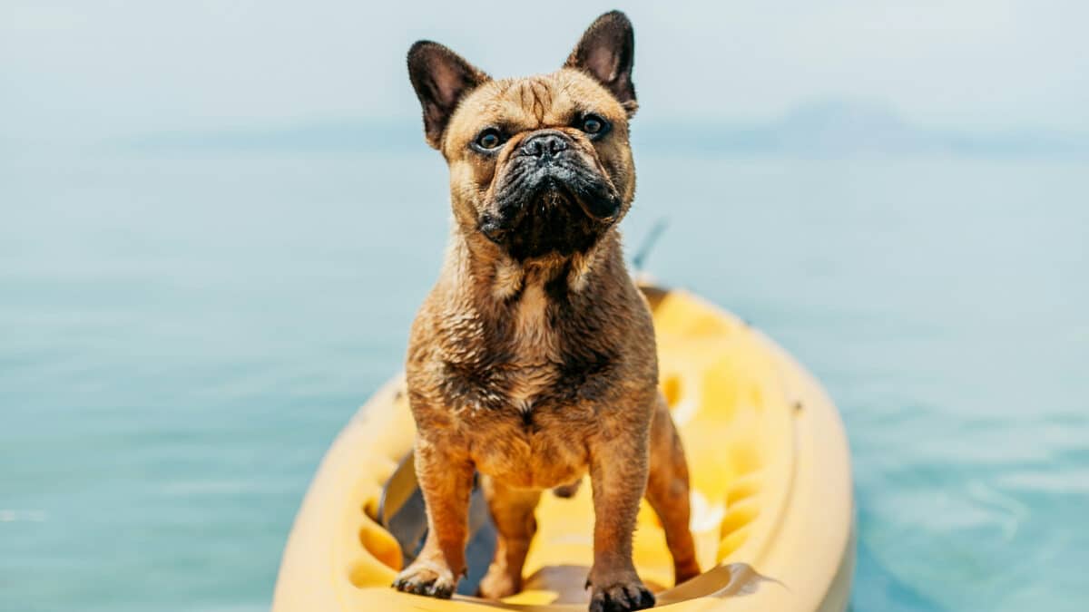 καλοκαίρι και κατοικίδια - summer and dog. Dog siting on a canoe.