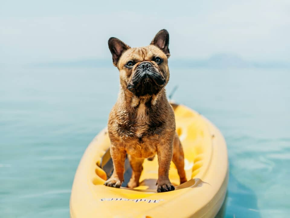καλοκαίρι και κατοικίδια - summer and dog. Dog siting on a canoe.
