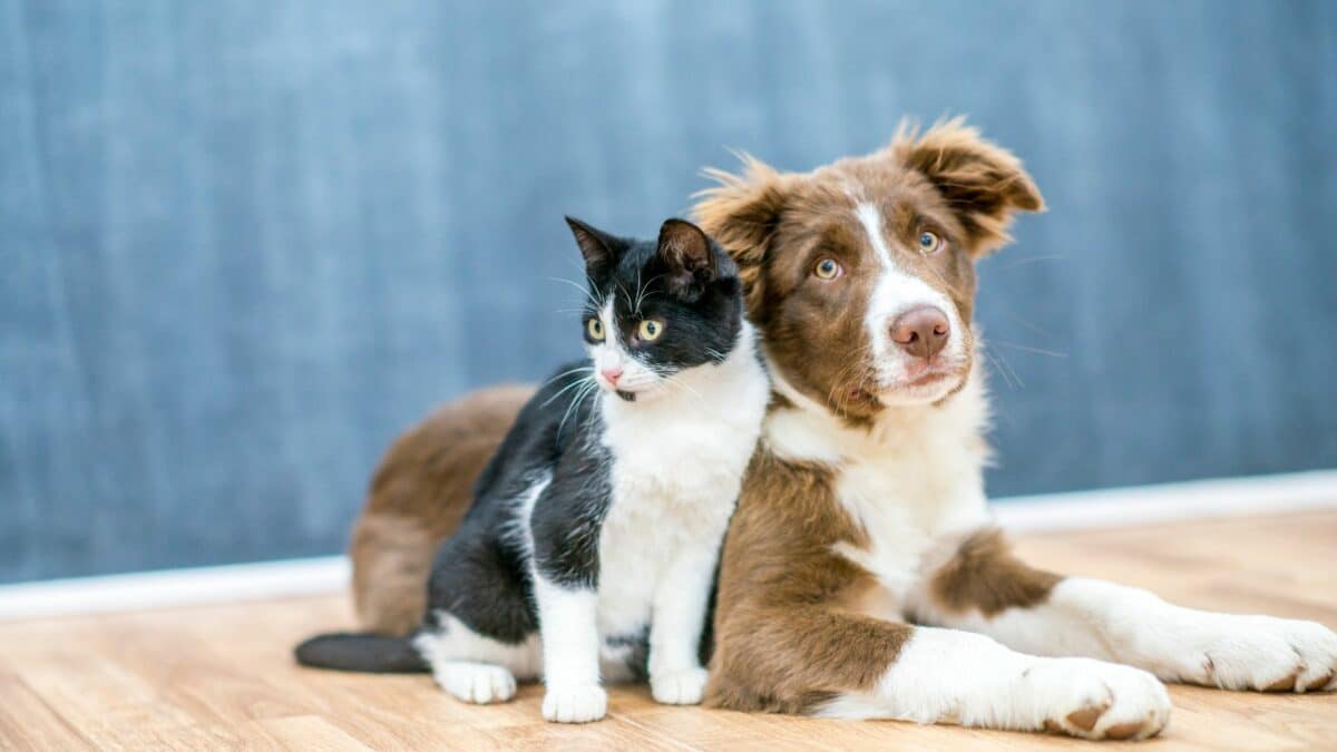 Φροντίδα κατοικιδίων το φθινόπωρο