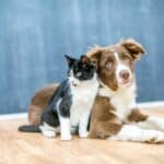 Φροντίδα κατοικιδίων το φθινόπωρο