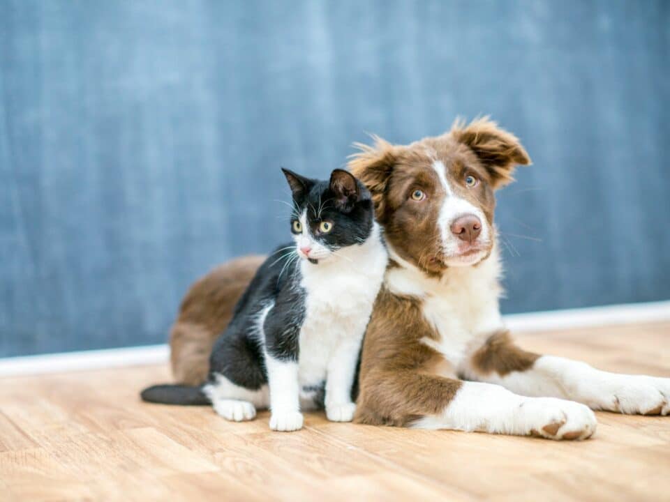 Φροντίδα κατοικιδίων το φθινόπωρο