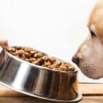 Ο σκύλος μου δεν τρώει