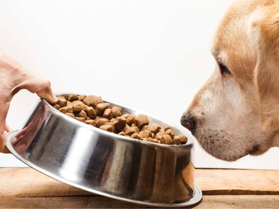Ο σκύλος μου δεν τρώει
